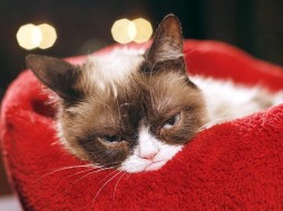 Умерла самая сердитая кошка Грампи Кэт