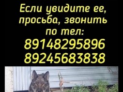 Поиски собаки с банкой в пасти в Якутске пока ни к чему не привели 