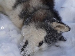 В Якутске продолжаются убийства собак ВИДЕО 