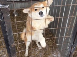 В бюджете Якутска недостаточно средств на содержание безнадзорных животных