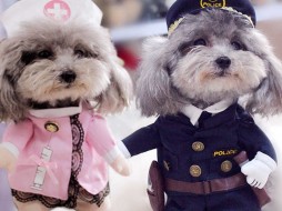 В Якутске пройдет конкурс для питомцев "Модная жизнь домашних животных"