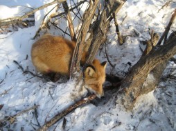Капкан, в который попал лисенок в Якутске, является запрещенным