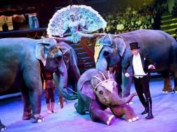 Медведев подписал постановление о содержании животных в зоопарках и цирках