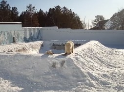 Медвежонок белой медведицы Колыманы впервые вышел на улицу ВИДЕО