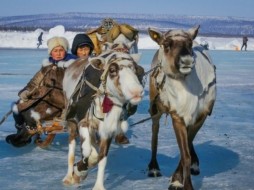 Молодым оленеводам Якутии предоставят социальные выплаты на приобретение и строительство жилья