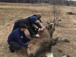 «Забежавшего в Якутск лося вывезли за город и ударили по голове" - очевидец  