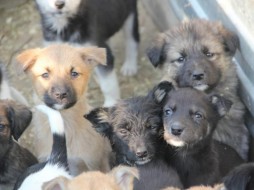 "Ежедневно к воротам ППЖ добрые люди ставят коробку со щенками и уезжают" - исповедь волонтера 
