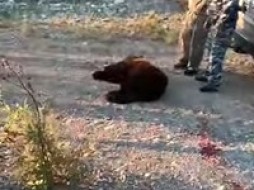 В Якутии застрелили медвежонка, зашедшего в город ВИДЕО 18+