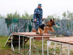 В УФСИН прошли соревнования среди специалистов-кинологов со служебными собаками