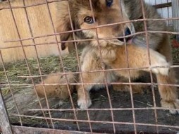 В Санкт-Петербурге создадут первый государственный приют для бездомных животных