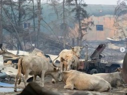 В селе Бэс-Кюель в пожаре погибли более ста кроликов, кур, свиней