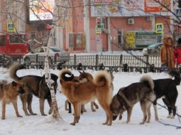 Город собак. В Якутске собаки напали на женщину