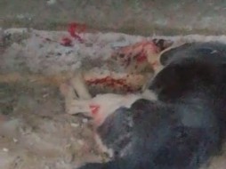 В Якутске начали убивать собак ВИДЕО 18+