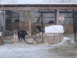 В Якутске расширяют пункт передержки животных