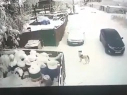 В Якутске неизвестные на черной машине отстреливают собак ВИДЕО 18+