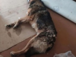 У жителя Якутска отравили собаку