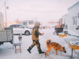 В Якутске собак из временного пункта передержки перевозят в непригодные клетки на Очиченко 57