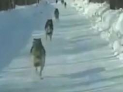 Минэкологии Якутии проводит расследование по убийству волков