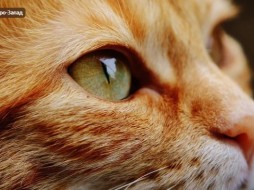 Костюмированный забег котов и кошек пройдет 4 июня в Петербурге   