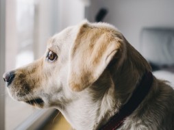 У собак обнаружены две генные мутации, из-за которых они дружелюбны с людьми
