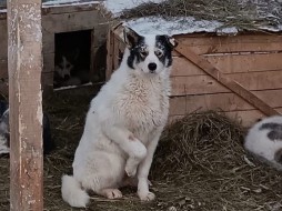 В приюте Якутска собакам проведут повторные исследования на бруцеллез 