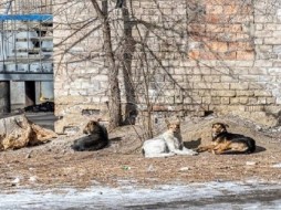 Заксобрание Оренбуржья предложило ввести процедуру умерщвления бездомных собак