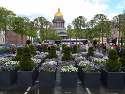 К юбилею Петербурга Синий мост украсили садовыми композициями