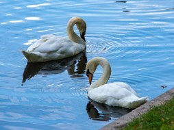 Лебеди Елисей и Любава вернулись в Летний сад после зимовки