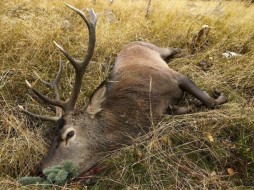 В погоне за мнимым бруцеллёзом Депвет Якутии проморгал реальное бешенство на севере республики