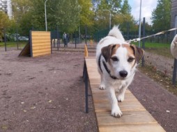 В Петербурге появится шесть площадок для выгула собак