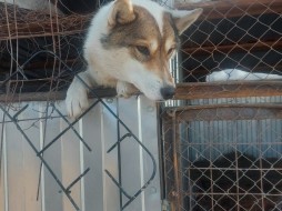 Живодерней зоозащитники назвали приют для собак в Якутске 
