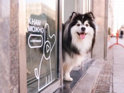 МТС открыла свои магазины для домашних животных Якутии