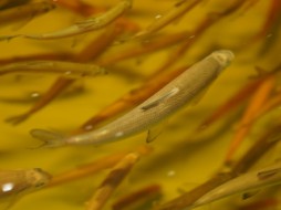АЛРОСА выпустила 4 млн личинок пеляди в Вилюйское водохранилище