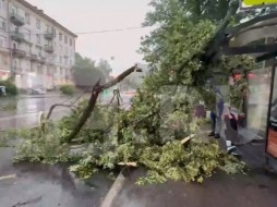 В Санкт-Петербурге при падении дерева из-за урагана погибла женщина