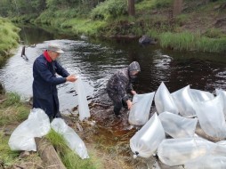 Компания "Колмар" выпустила 278 тысяч личинок пеляди в Вилюйское водохранилище Якутии