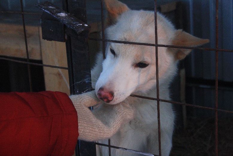 За 2016 год в пункте передержки Якутска уничтожено 3700 животных