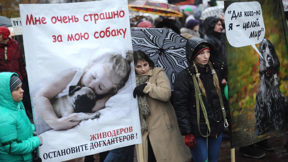 Зоозащитники Якутска требуют остановить убийства животных