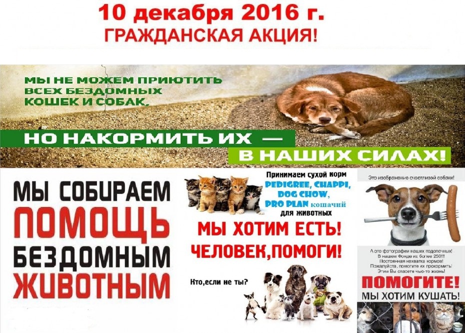 В Якутске начат сбор кормов для бездомных животных