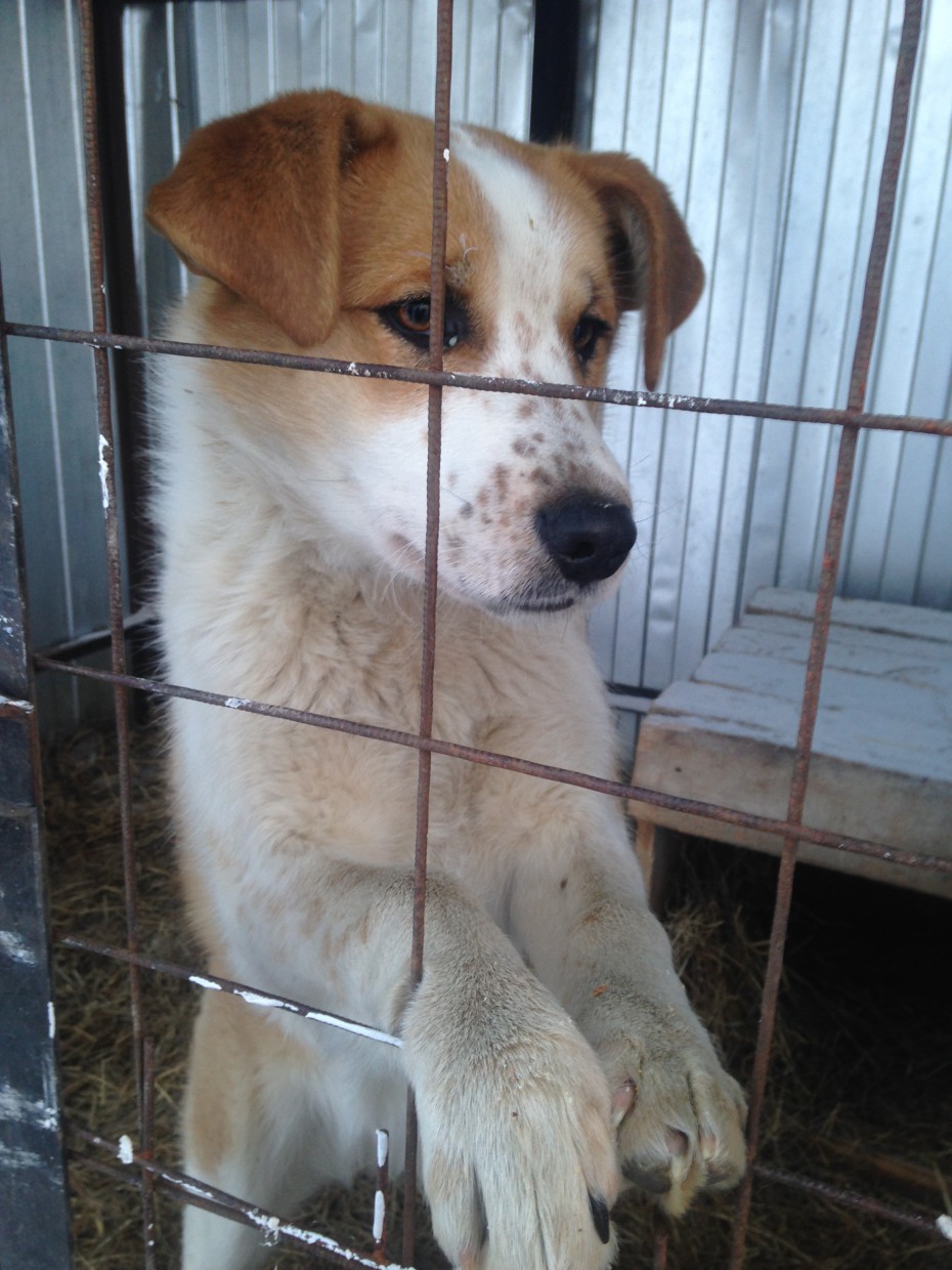 Зоозащитники или зоомошенники? В соцсетях процветает бизнес на собаках из "якутской усыпалки"