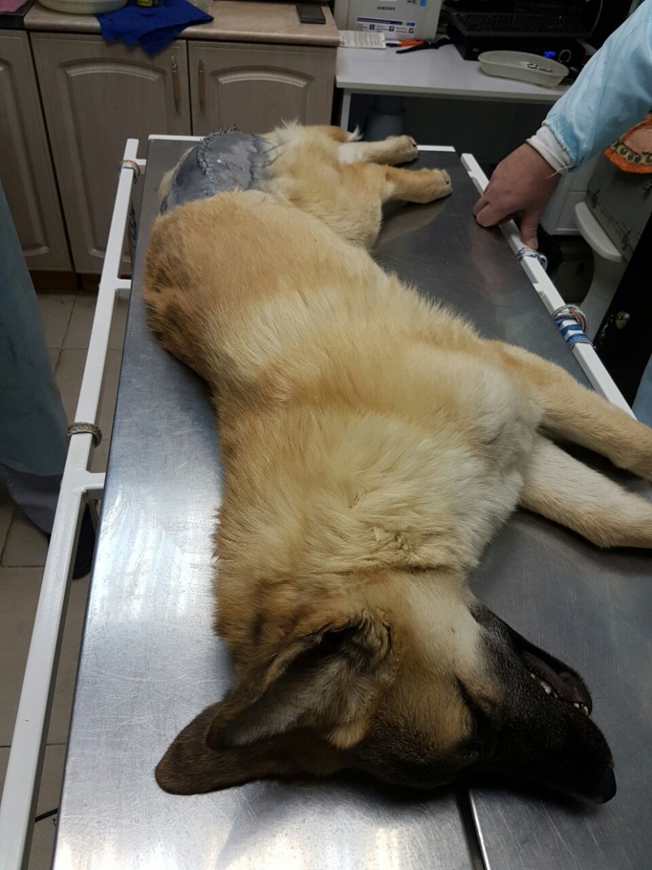 В Якутске щенок попал под колеса автомобиля