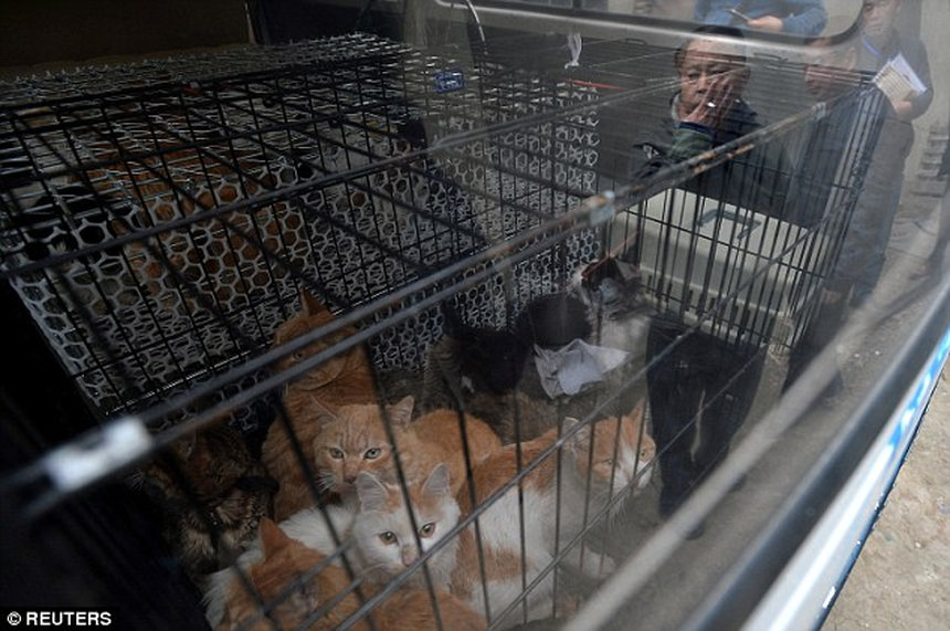 «Защитник животных» продавал в рестораны тонны кошачьих тушек (18+)