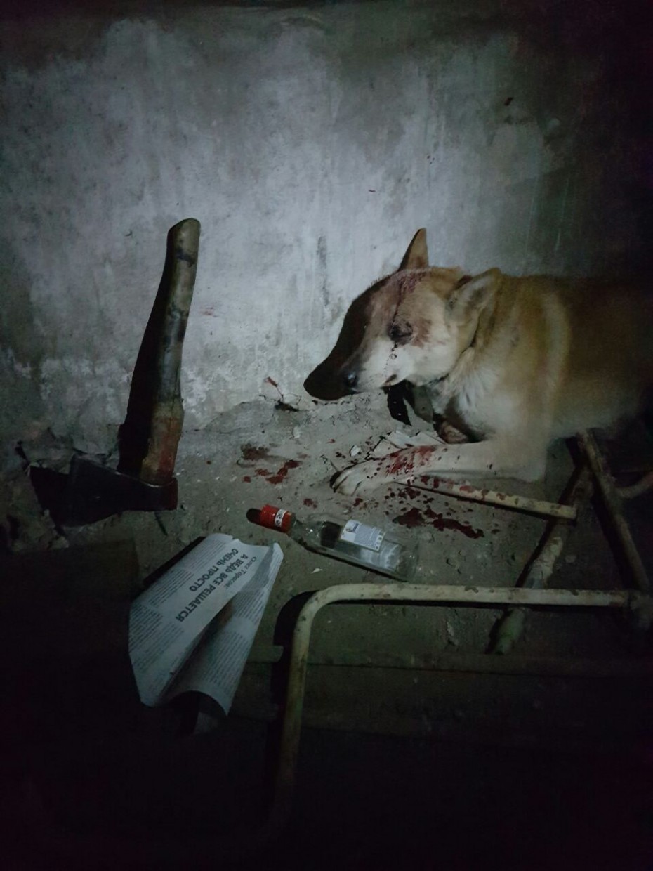 В Якутске бомжи пытались зарубить собаку