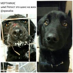 Якуты в Москве, продолжение. Истории собак, спасенных из «якутской усыпалки»