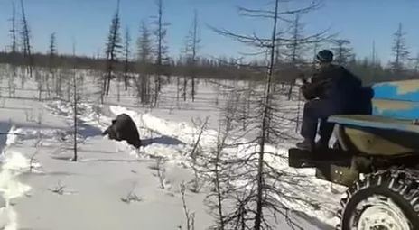 Допрошены вахтовики, расправившиеся с медведем в Якутии (ВИДЕО допроса)