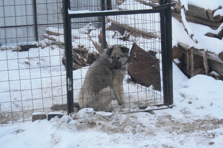 Безвозвратный отлов животных в Якутске не принесет результата