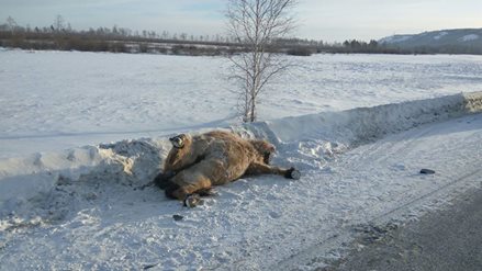 В Якутске на Покровском тракте сбиты две лошади