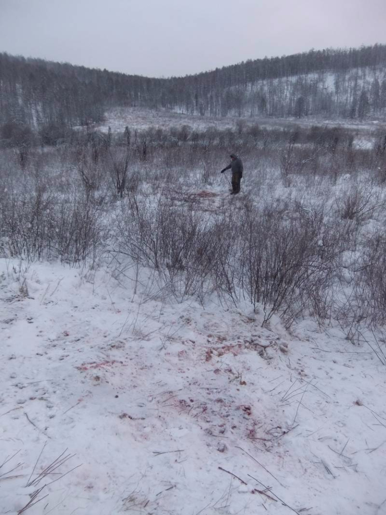 В Амгинском районе Якутии незаконно добыли двух лосей