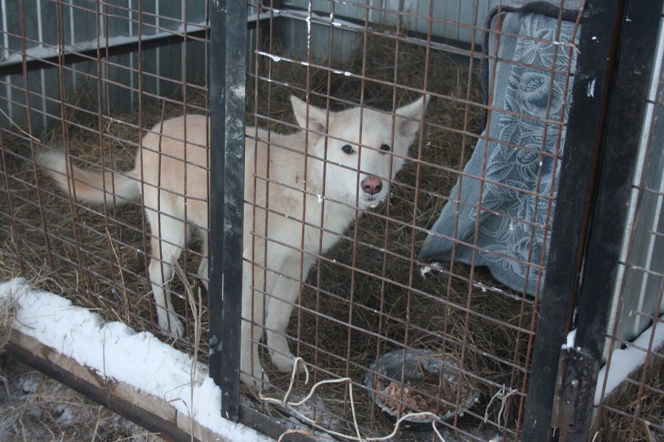 Убийства животных в Якутске будут прекращены?