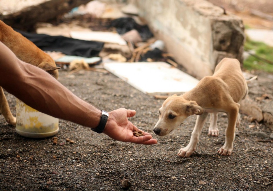 В Ростове-на-Дону будут наказывать за убийство бездомных животных 