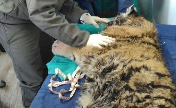 В Приморье ветеринары прооперировали тигренка, пострадавшего от рук неизвестных